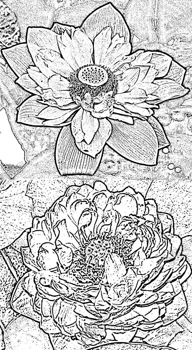 编号：17836210081427554510【酷图网】源文件下载-莲花花朵素描