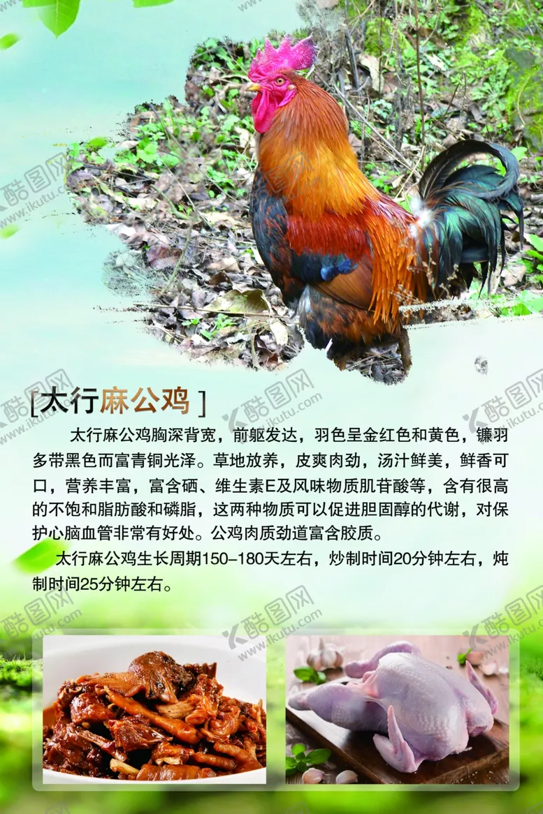 编号：60807203290541576804【酷图网】源文件下载-太行麻公鸡