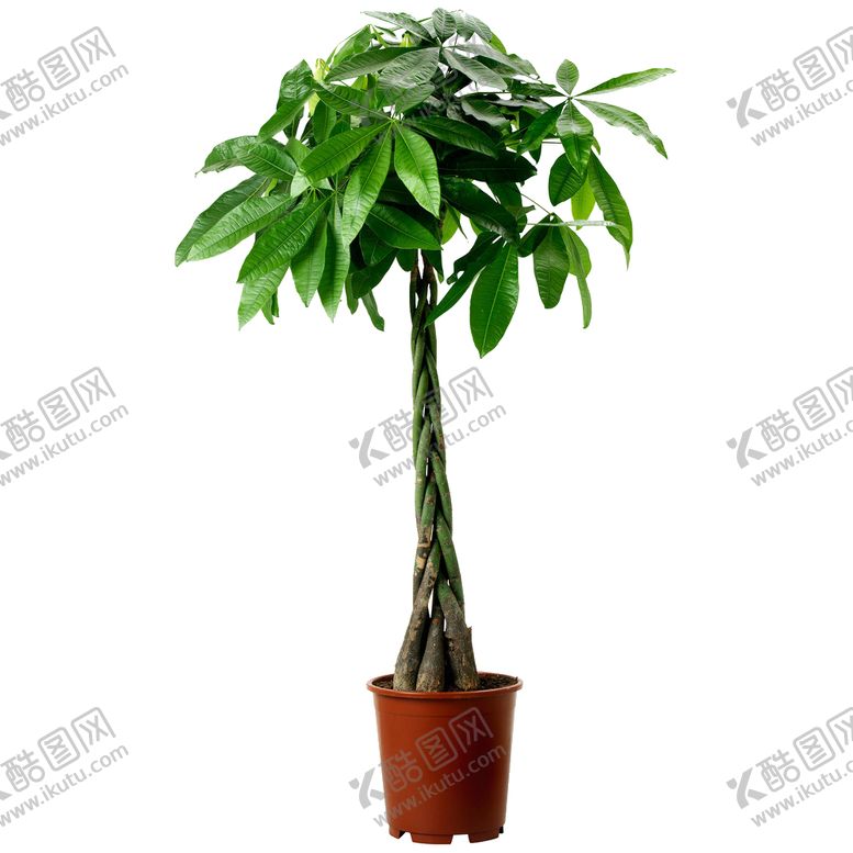 编号：17180310051033576552【酷图网】源文件下载-绿植家居植物绿色清新简约素材