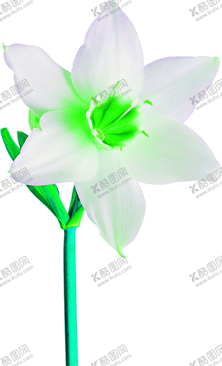 编号：32944510180853027551【酷图网】源文件下载-花素材