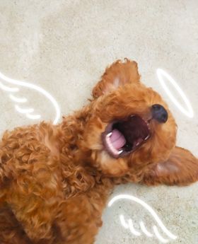 狗狗