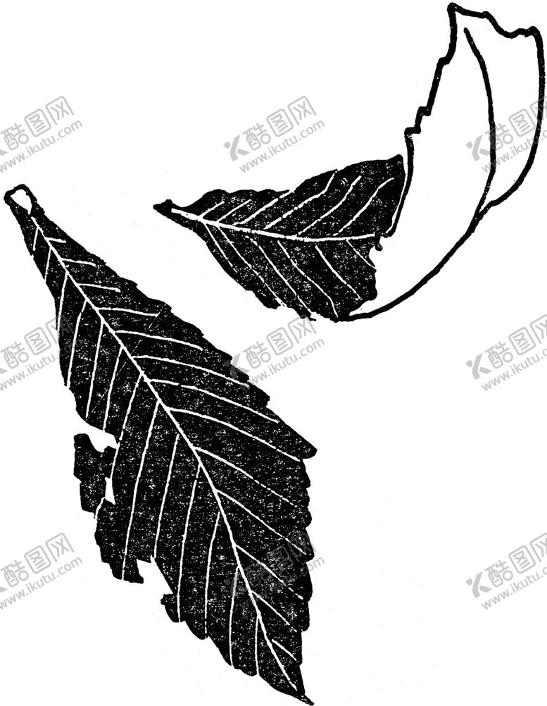 编号：46018807082232399462【酷图网】源文件下载-黑白手绘植物