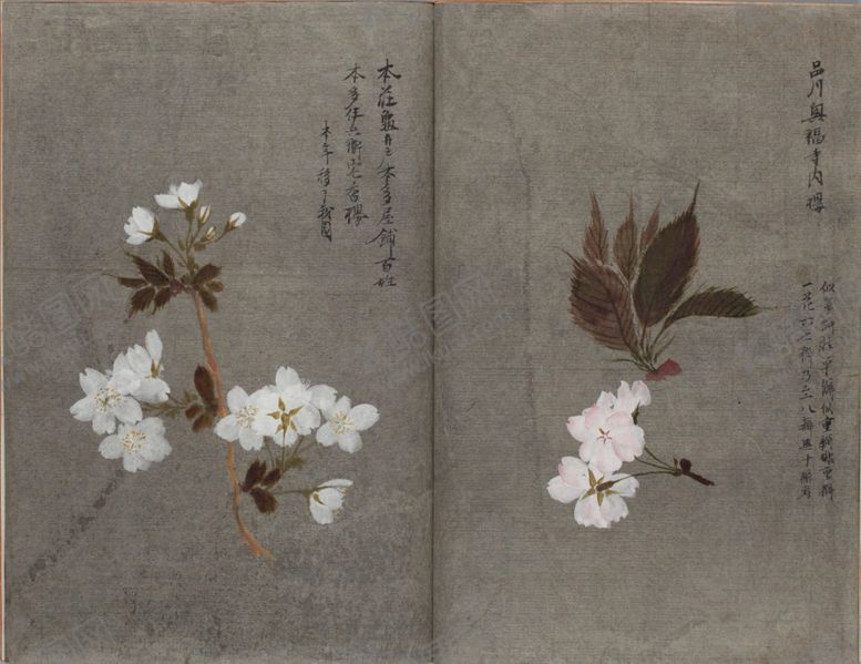 编号：24019010191918193468【酷图网】源文件下载-樱花