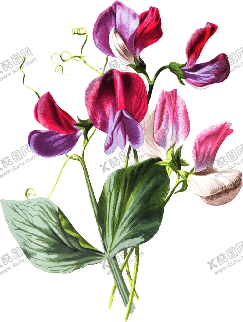 编号：54605607020312259528【酷图网】源文件下载-复古花朵植物图案