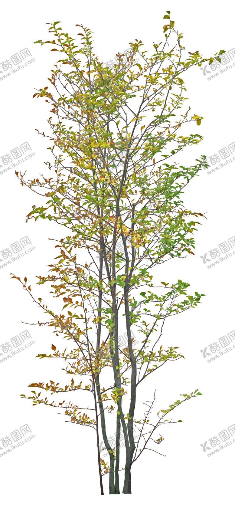 编号：15017010022354571933【酷图网】源文件下载-免扣植物素材图片