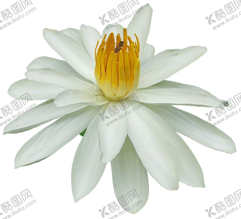 编号：84002205071522089658【酷图网】源文件下载-花朵
