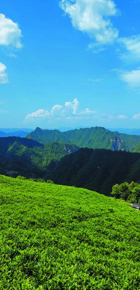 莓茶园高山蓝天