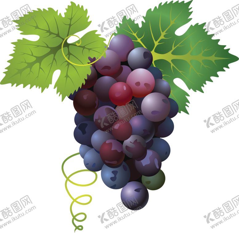 编号：67816710262004173881【酷图网】源文件下载-葡萄