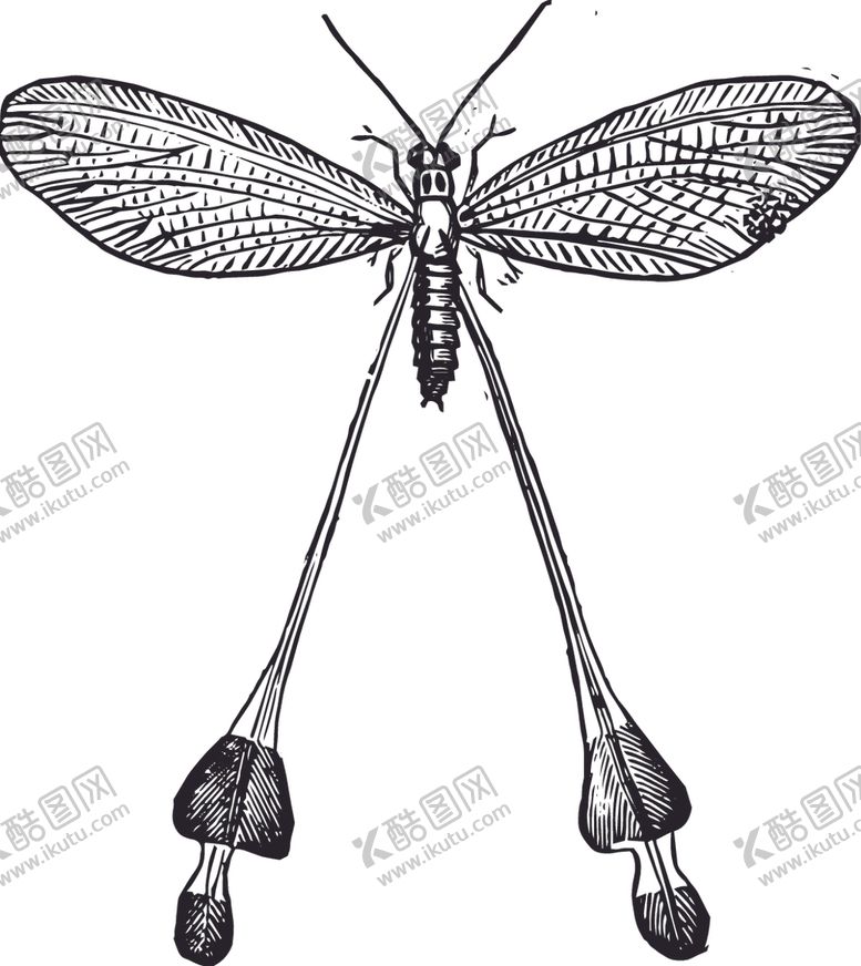 编号：93546009172309412562【酷图网】源文件下载-自然昆虫标本插画