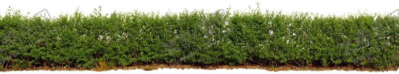编号：68082302232051341794【酷图网】源文件下载-小草地草坪植物