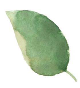 手绘植物花卉
