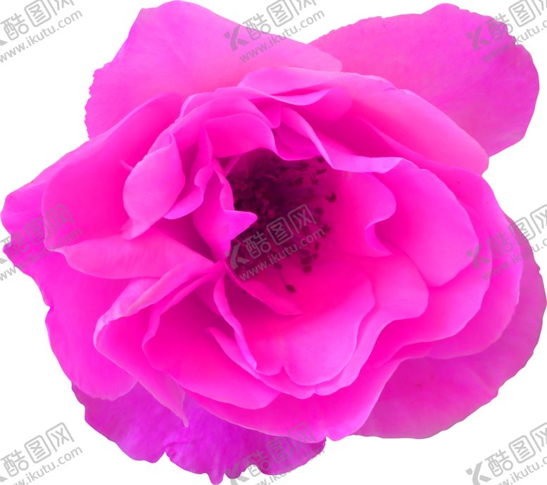 编号：55221605070156498101【酷图网】源文件下载-鲜花素材