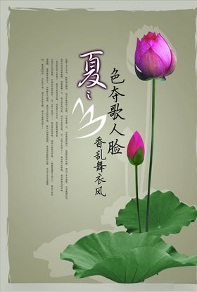 夏之香莲花古风