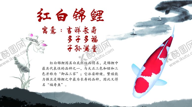 编号：11892010181759451937【酷图网】源文件下载-锦鲤简介红白锦鲤