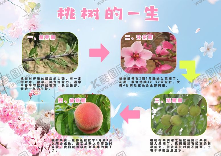 编号：45220802162153362530【酷图网】源文件下载-小学生作业桃树的一生生长过程