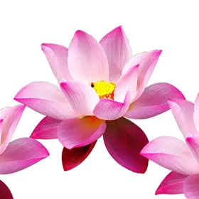 荷花素材手绘古风背景立夏海报
