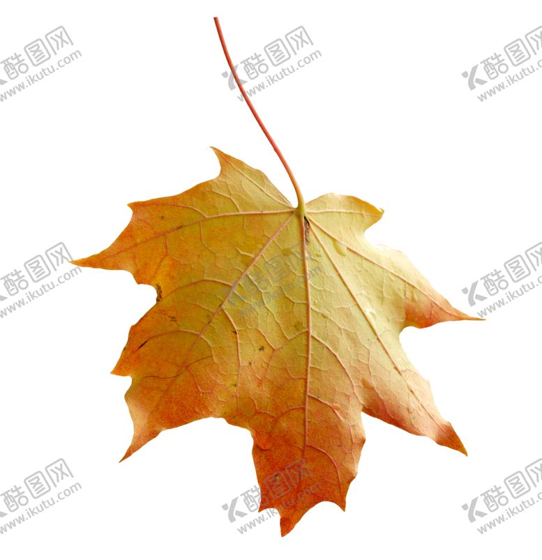 编号：46588510072344456188【酷图网】源文件下载-枫叶