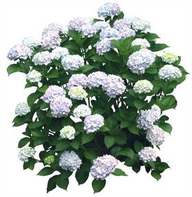 免扣植物树木素材图片