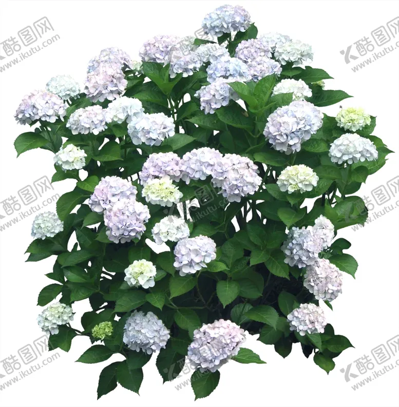 编号：44594805151946365148【酷图网】源文件下载-免扣植物树木素材图片