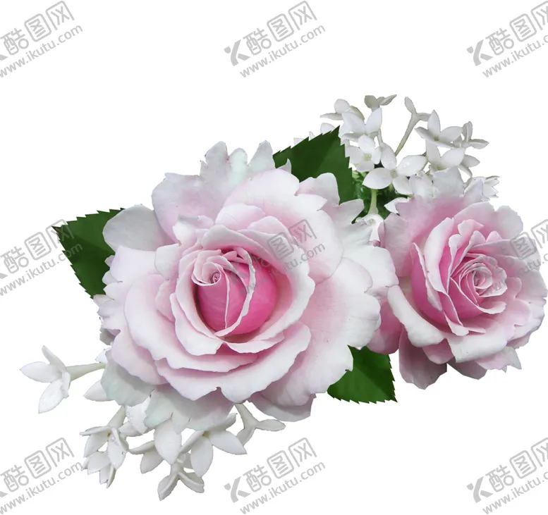 编号：73149102152220092091【酷图网】源文件下载-玫瑰花