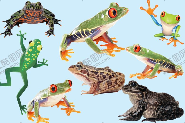 编号：78576809231823325883【酷图网】源文件下载-青蛙