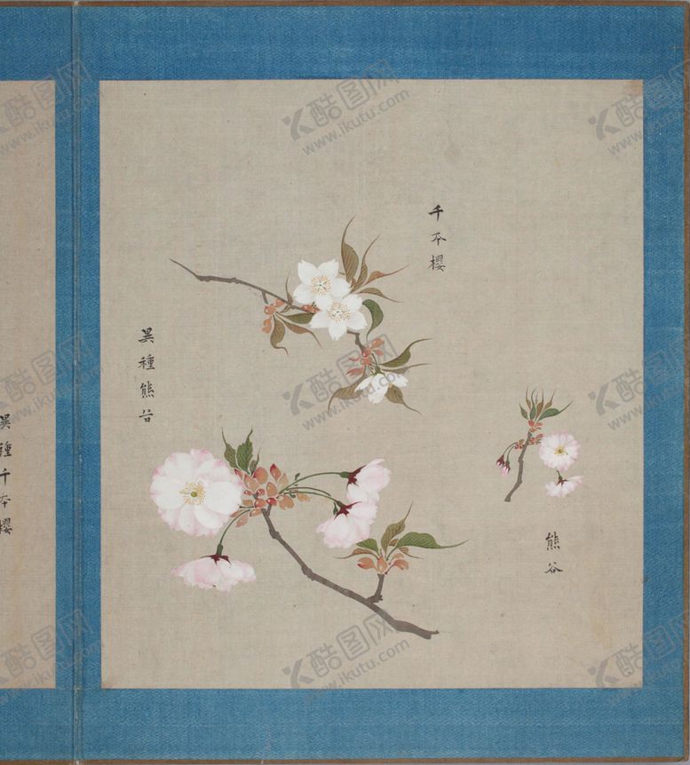 编号：39631604280151512399【酷图网】源文件下载-樱花