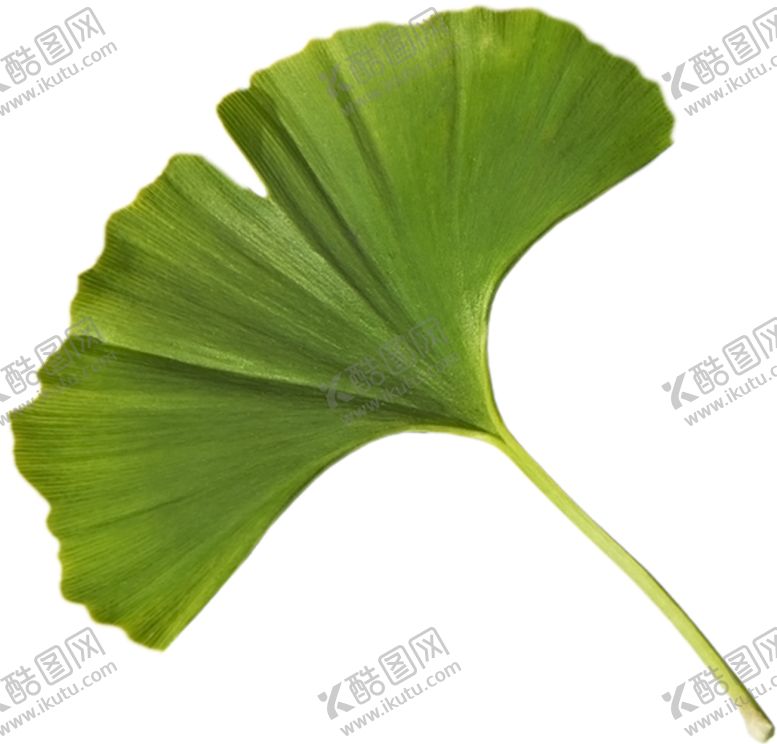 编号：99950504181719088582【酷图网】源文件下载-银杏叶