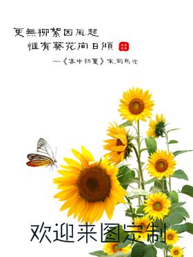 葵花向阳