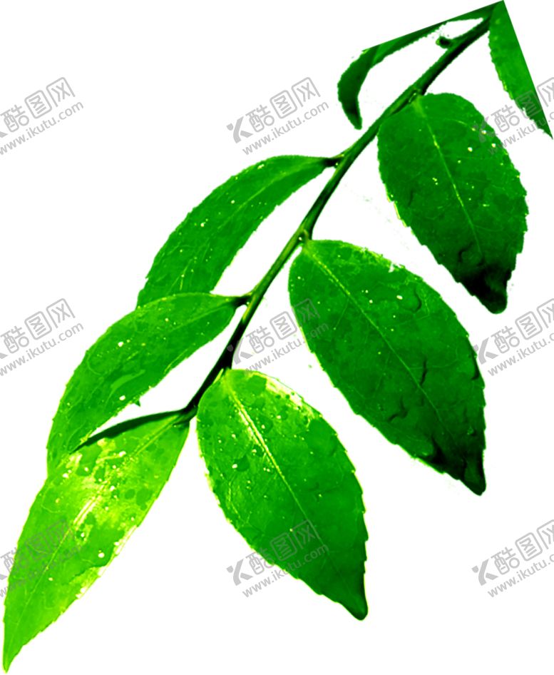 编号：48034309150225008341【酷图网】源文件下载-绿色装饰