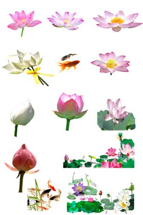 荷花免抠素材