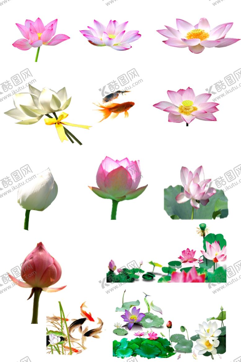 编号：79081506281034402684【酷图网】源文件下载-荷花免抠素材