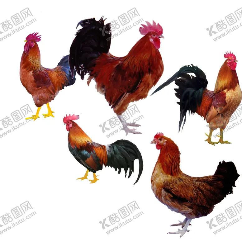 编号：79290102181151306702【酷图网】源文件下载-活鸡