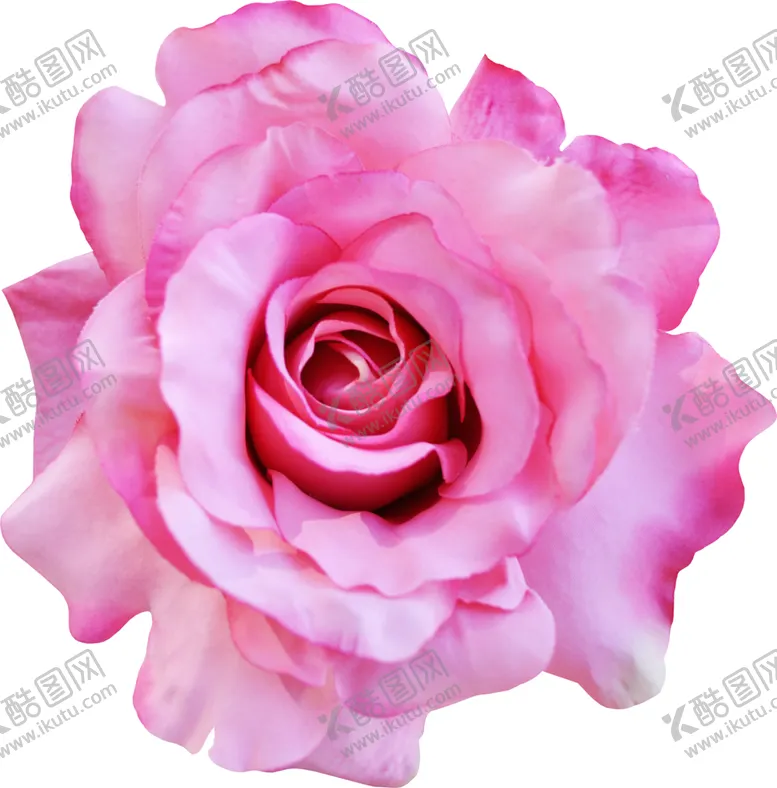 编号：80334406301206393763【酷图网】源文件下载-玫瑰花朵装饰
