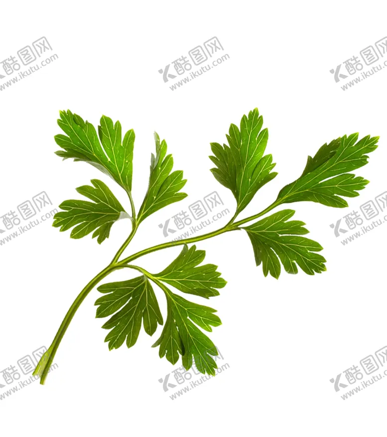编号：61903406262116206243【酷图网】源文件下载-艾草免扣素材
