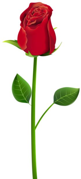 玫瑰