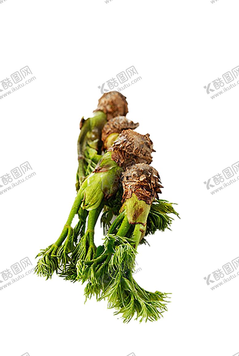 编号：27112610281235492389【酷图网】源文件下载-绿色装饰