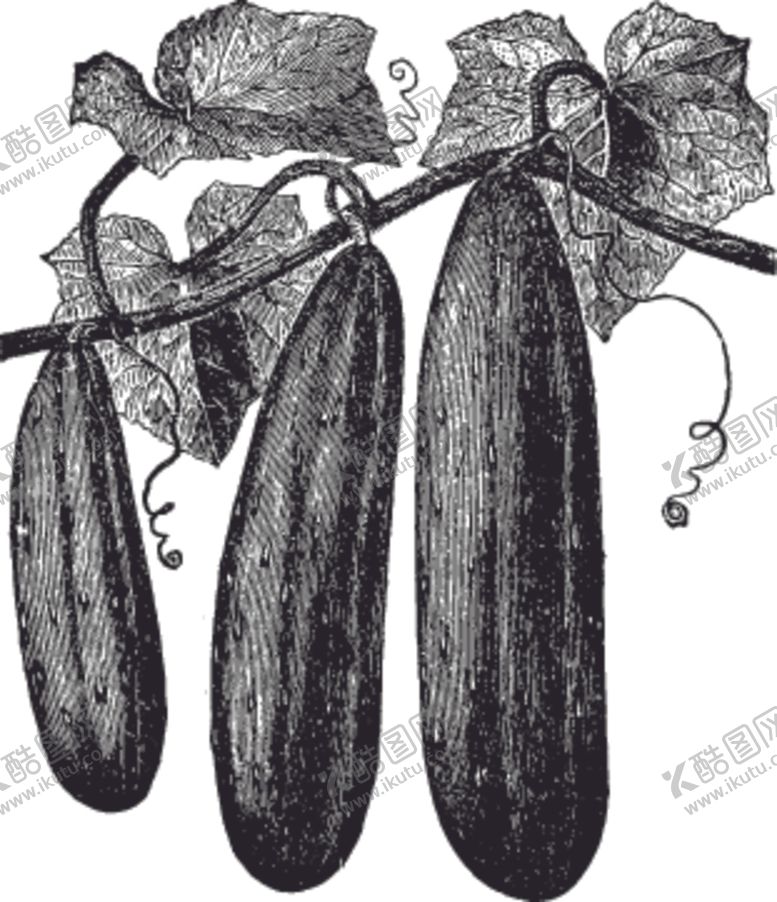 编号：85478309300210498105【酷图网】源文件下载-素描手绘蔬菜