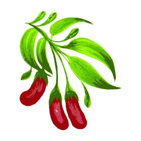 手绘枸杞
