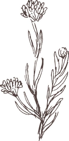 素描鲜花