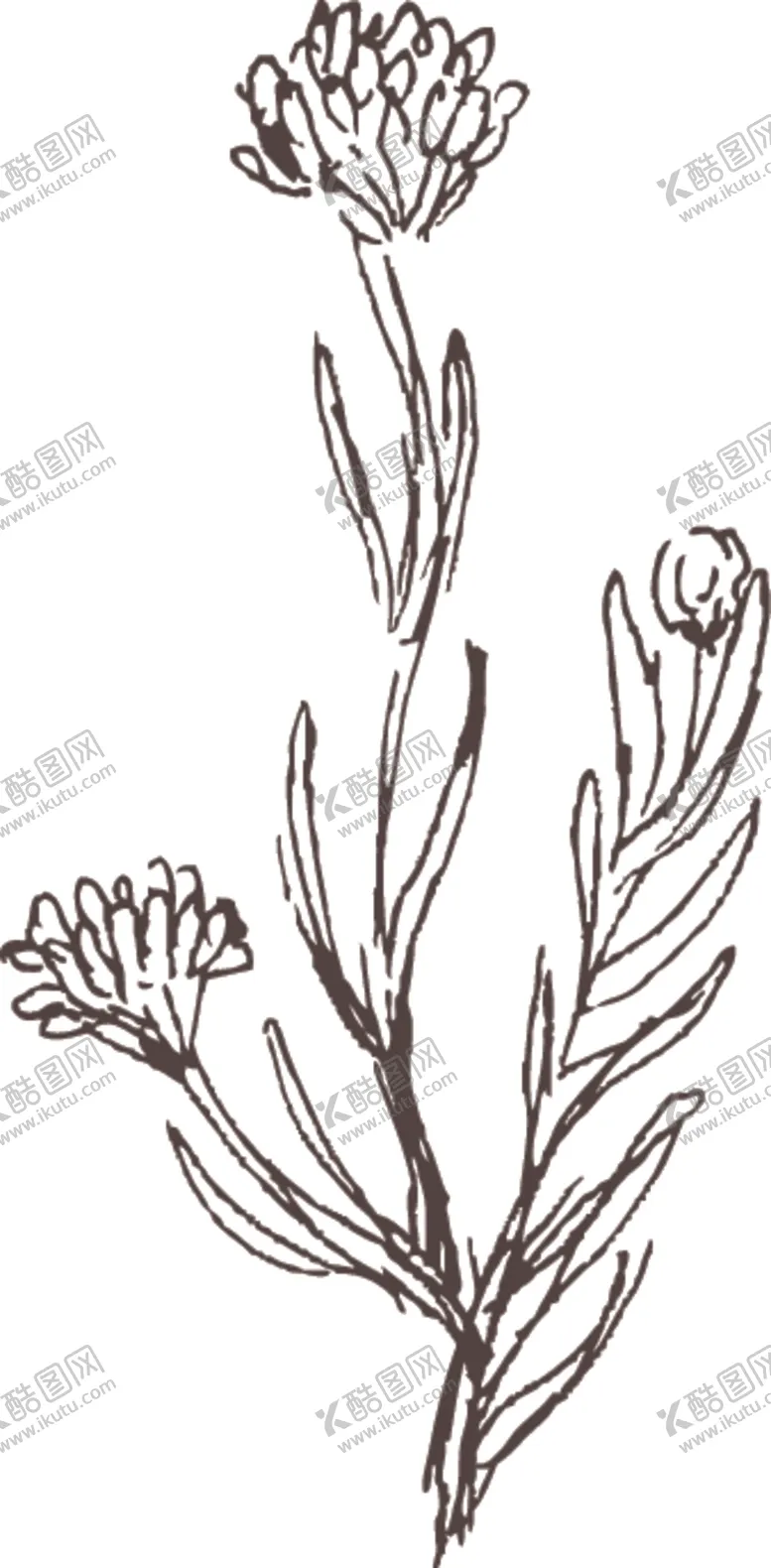 编号：61945606281105449230【酷图网】源文件下载-素描鲜花