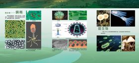 初中生物知识展板图片