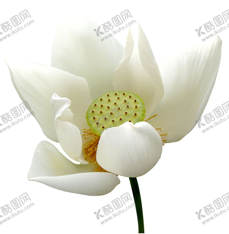 编号：91468506170230387236【酷图网】源文件下载-鲜花素材