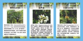 珍稀野生保护植物