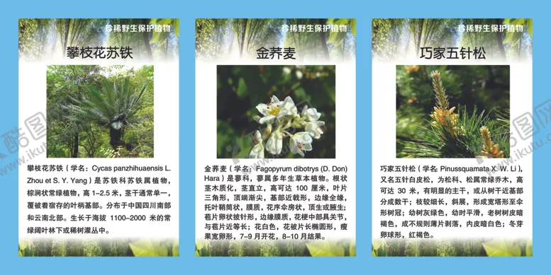 编号：30884306270949412438【酷图网】源文件下载-珍稀野生保护植物