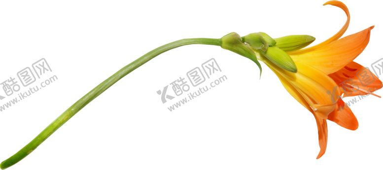 编号：50399110140039332893【酷图网】源文件下载-鲜花素材