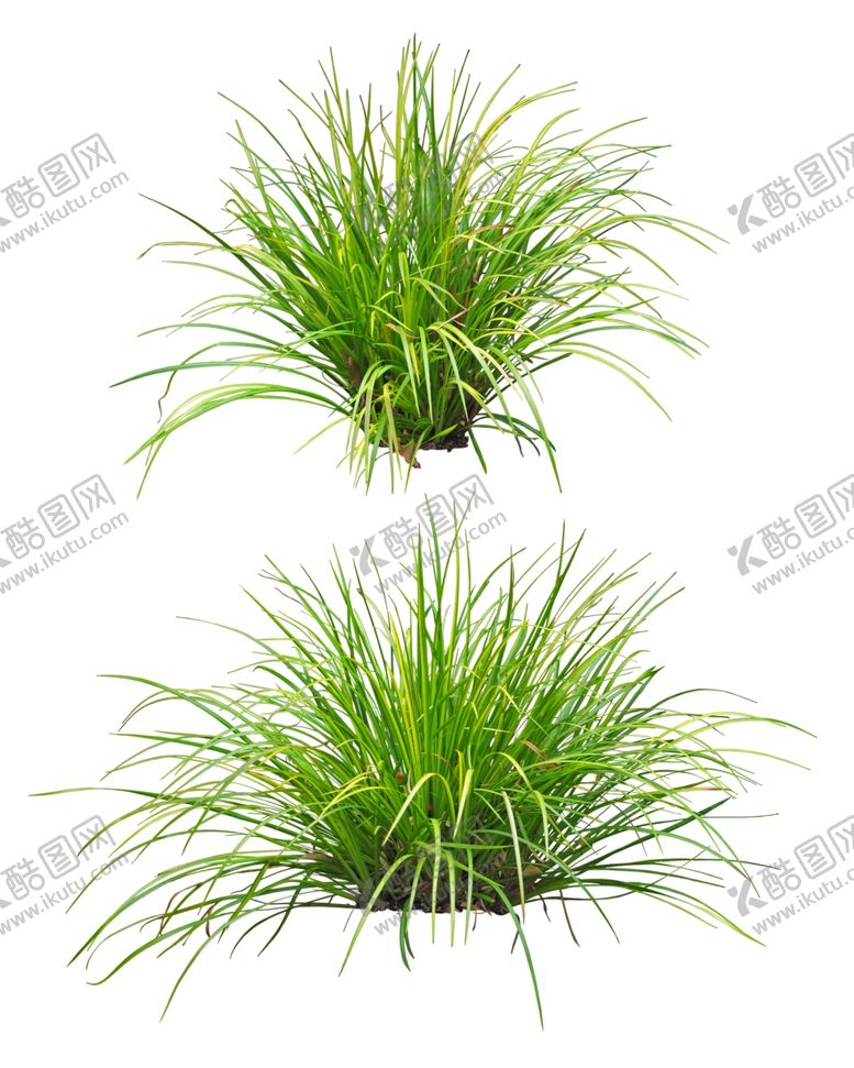 编号：22236910141937218335【酷图网】源文件下载-园林植物