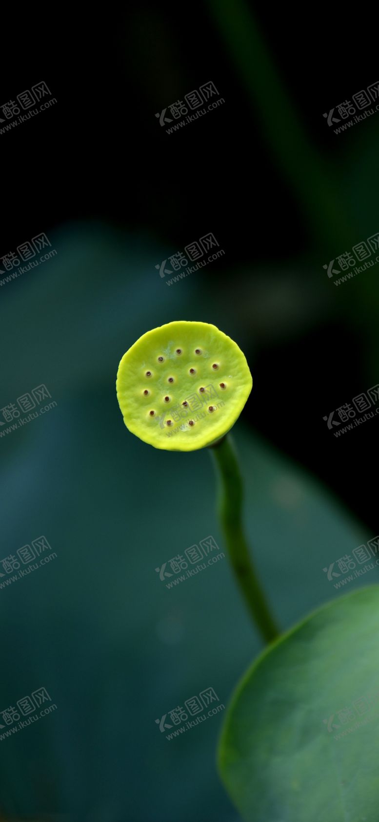编号：83528210270823283159【酷图网】源文件下载-手机壁纸
