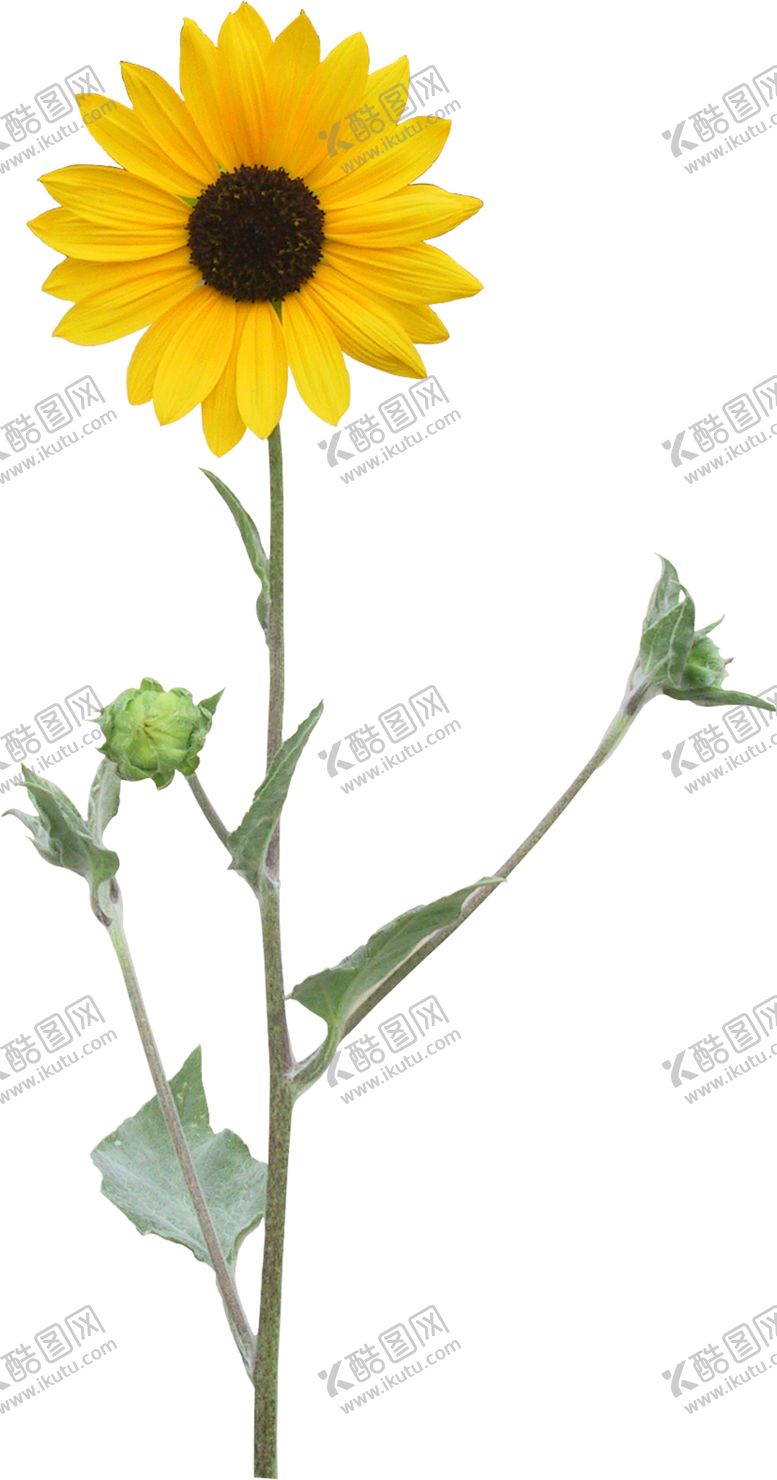 编号：57726910100640524707【酷图网】源文件下载-向日葵