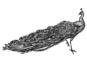 线描孔雀