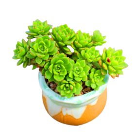 多肉植物